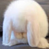 sinder_